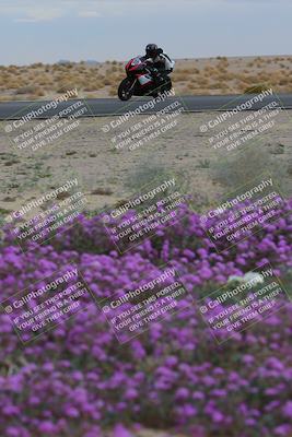 media/Jan-14-2023-SoCal Trackdays (Sat) [[497694156f]]/Turn 14 Exit Bloomig (145pm)/